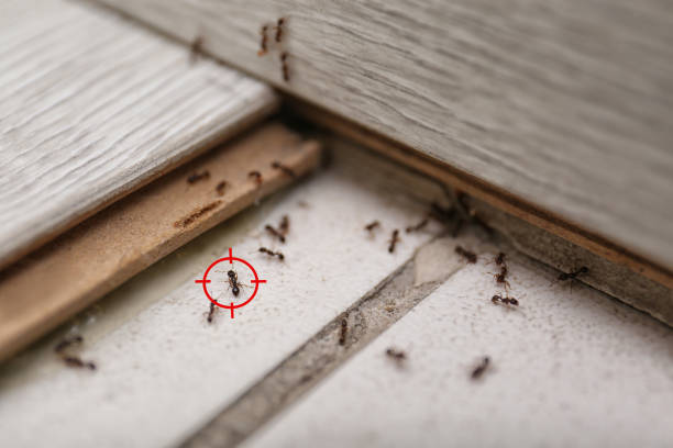 Wildlife Control Services in Silver Lake, NJ